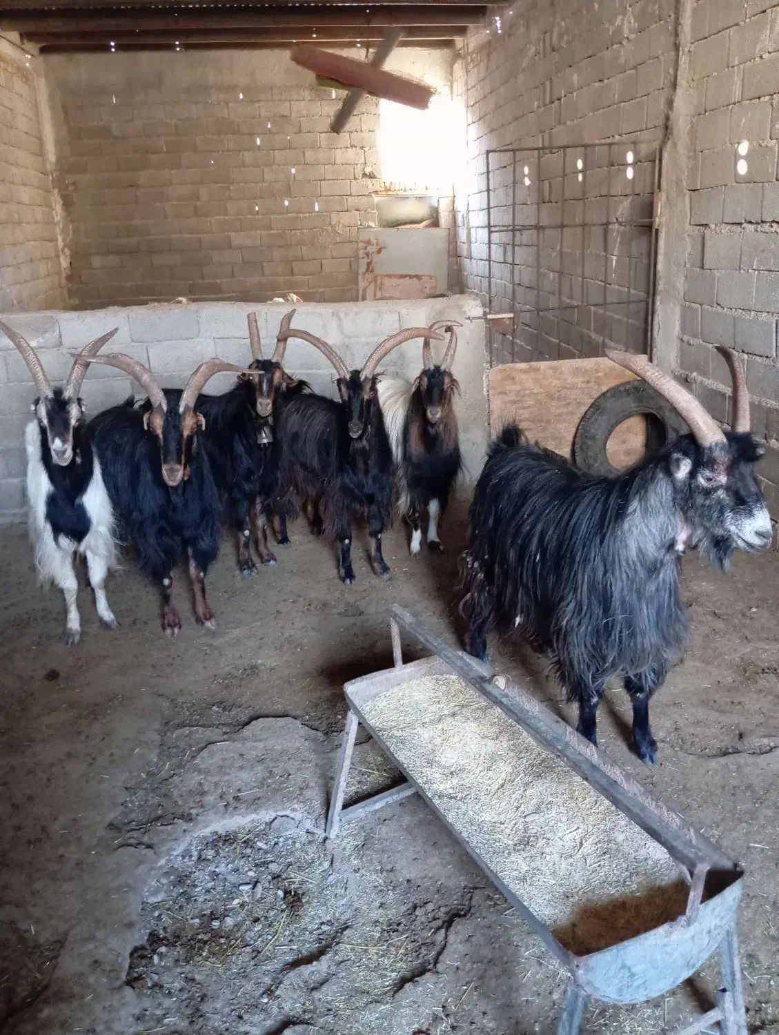 نربز|حیوانات مزرعه|ماهدشت, |دیوار