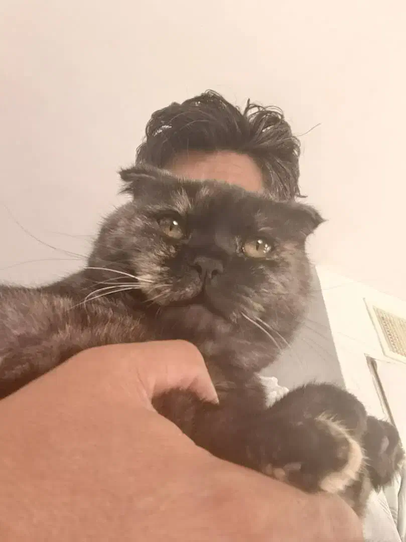 اسکاتیش وپرشین قیمت مناسب|گربه|کرمان, |دیوار