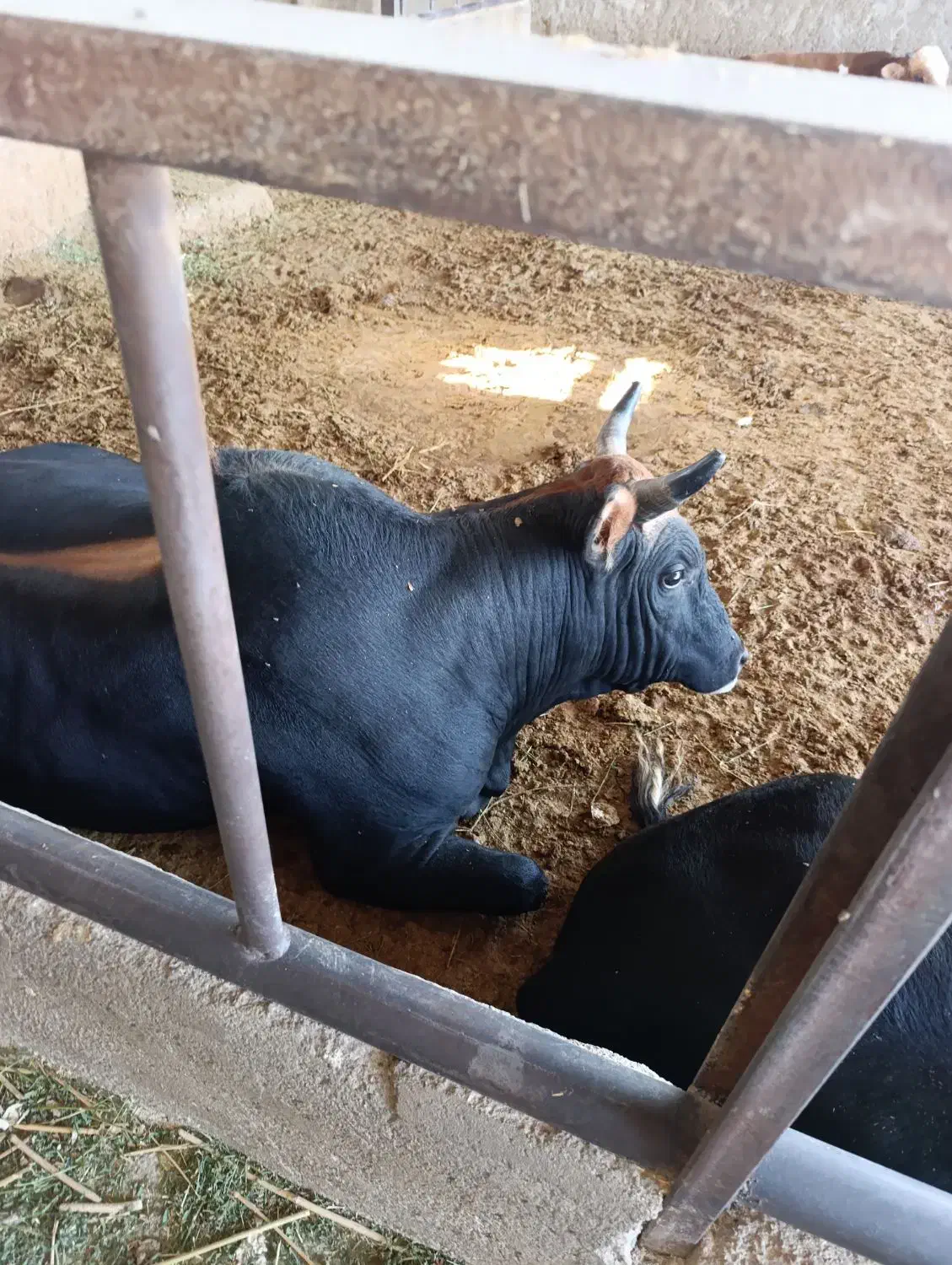 گوساله چاق فوق سوپر|حیوانات مزرعه|پیشوا, |دیوار