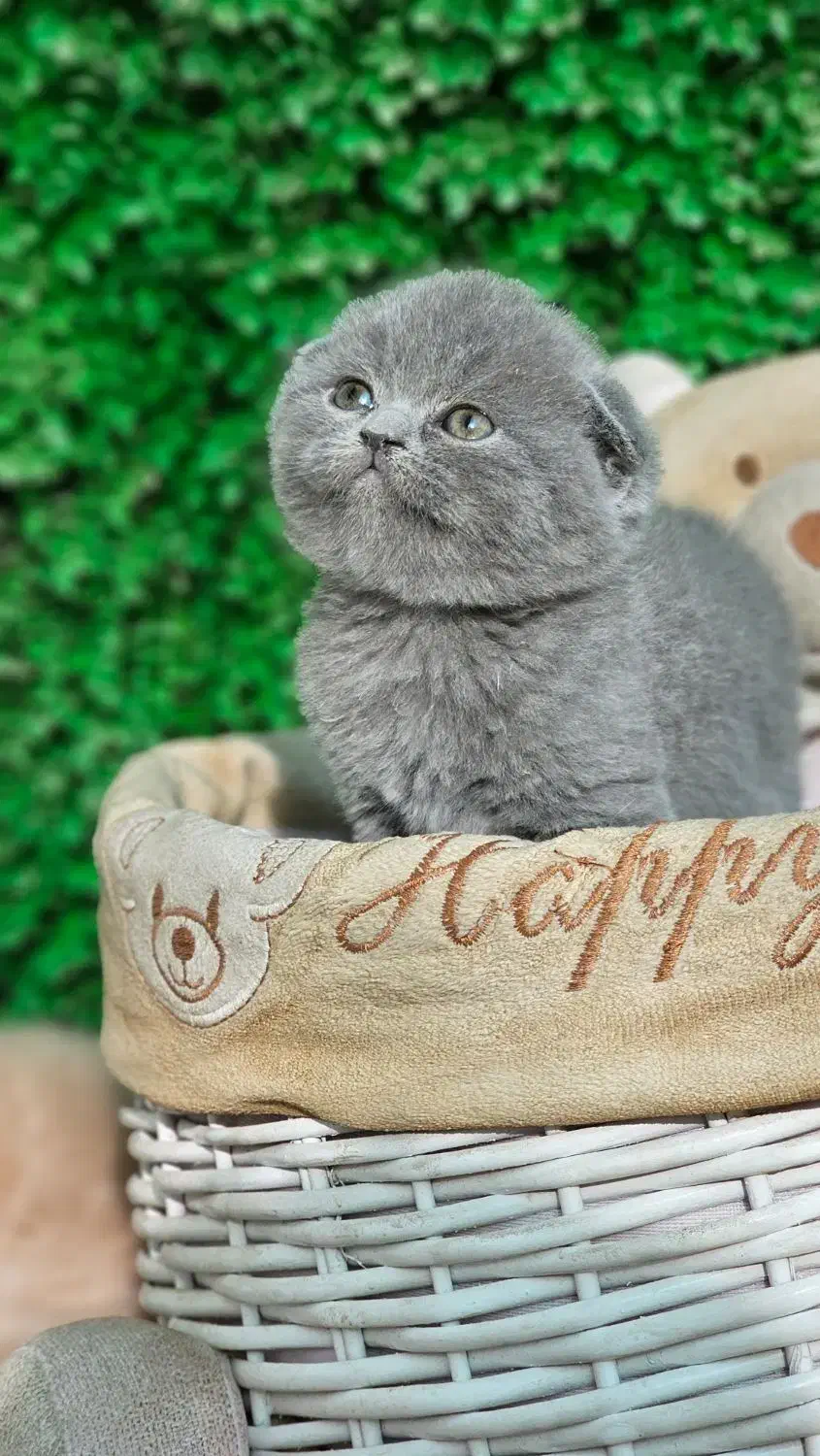 مرکز گربه با تخفیف|گربه|کرج, چهارصد دستگاه|دیوار