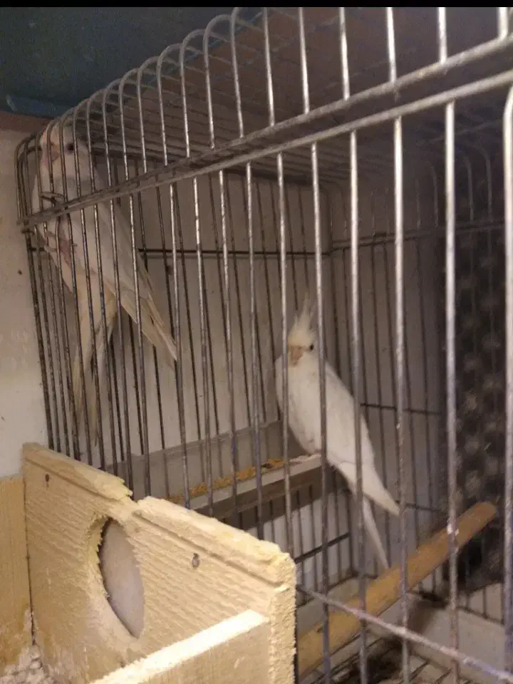 طوطی البینو چشم شرابی جفت مولد|پرنده|رشت, پل تالشان|دیوار