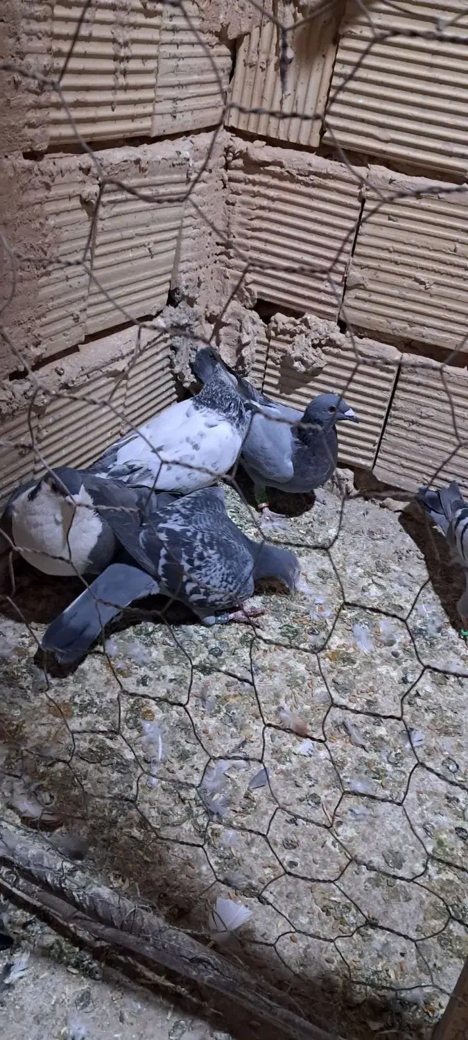 پنج عدد کبوتر تایباد|پرنده|تایباد, |دیوار