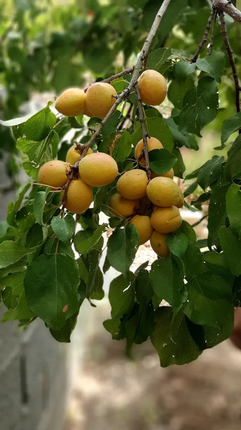۱۶۰۰ متر باغ جاده چالوس  فقط و فقط ۵ میلیارد|فروش دفتر صنعتی، کشاورزی، تجاری|آسارا, |دیوار