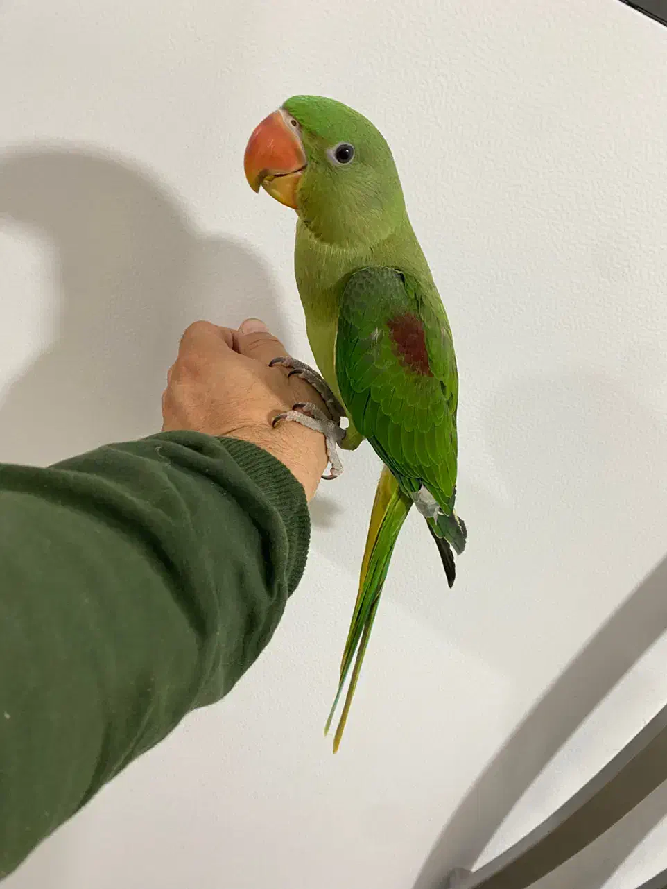 شاه طوطی اسکندر سه ماهه فول رام|پرنده|بوکان, |دیوار