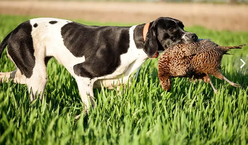 فروش سگ شکاری پوینتر انگلیس اصیل|سگ|آمل, |دیوار