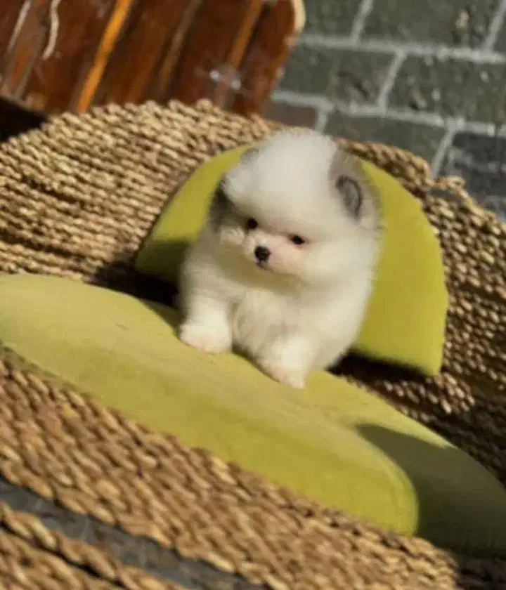 واگذاری تعدادی سگ فنجانی|سگ|کلاردشت, |دیوار