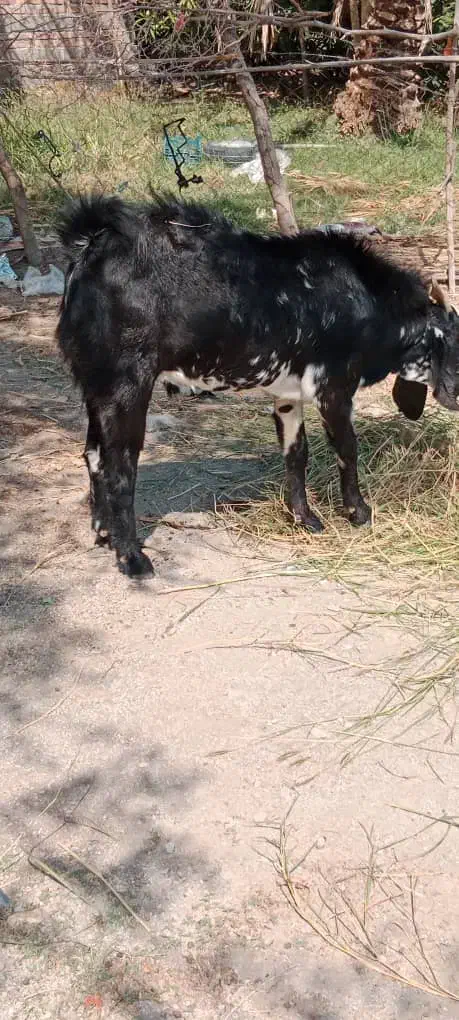 فروش تروشت|حیوانات مزرعه|نیک شهر, |دیوار