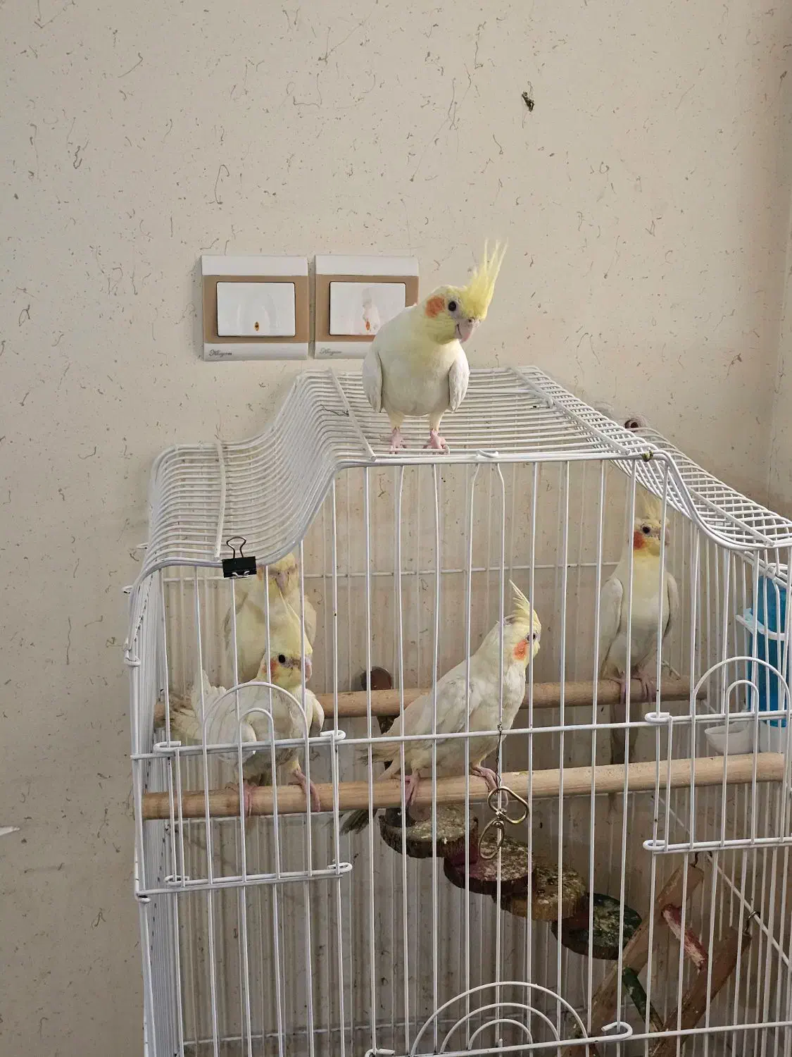 عروس هلندی|پرنده|بندرعباس, |دیوار