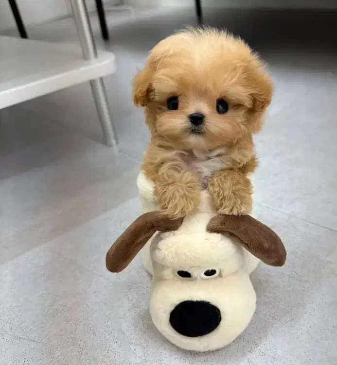 سگ فنجونی|سگ|شیراز, وصال|دیوار