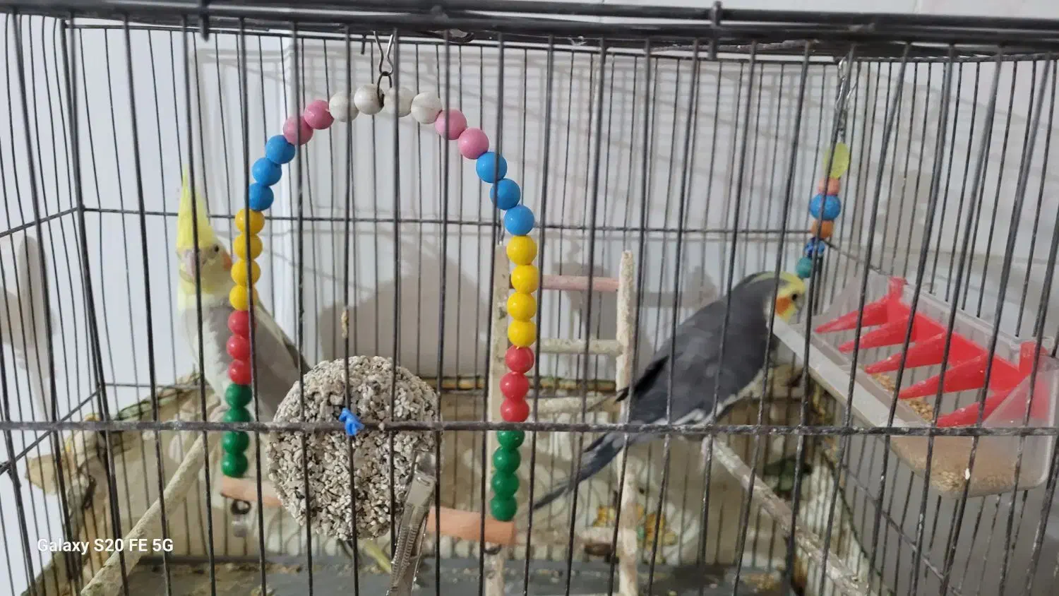 جفت عروس هلندی|پرنده|اسفراین, |دیوار