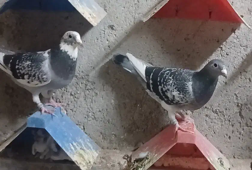 چند عدد. پرنده پلاکی|پرنده|اهواز, کوی علوی|دیوار