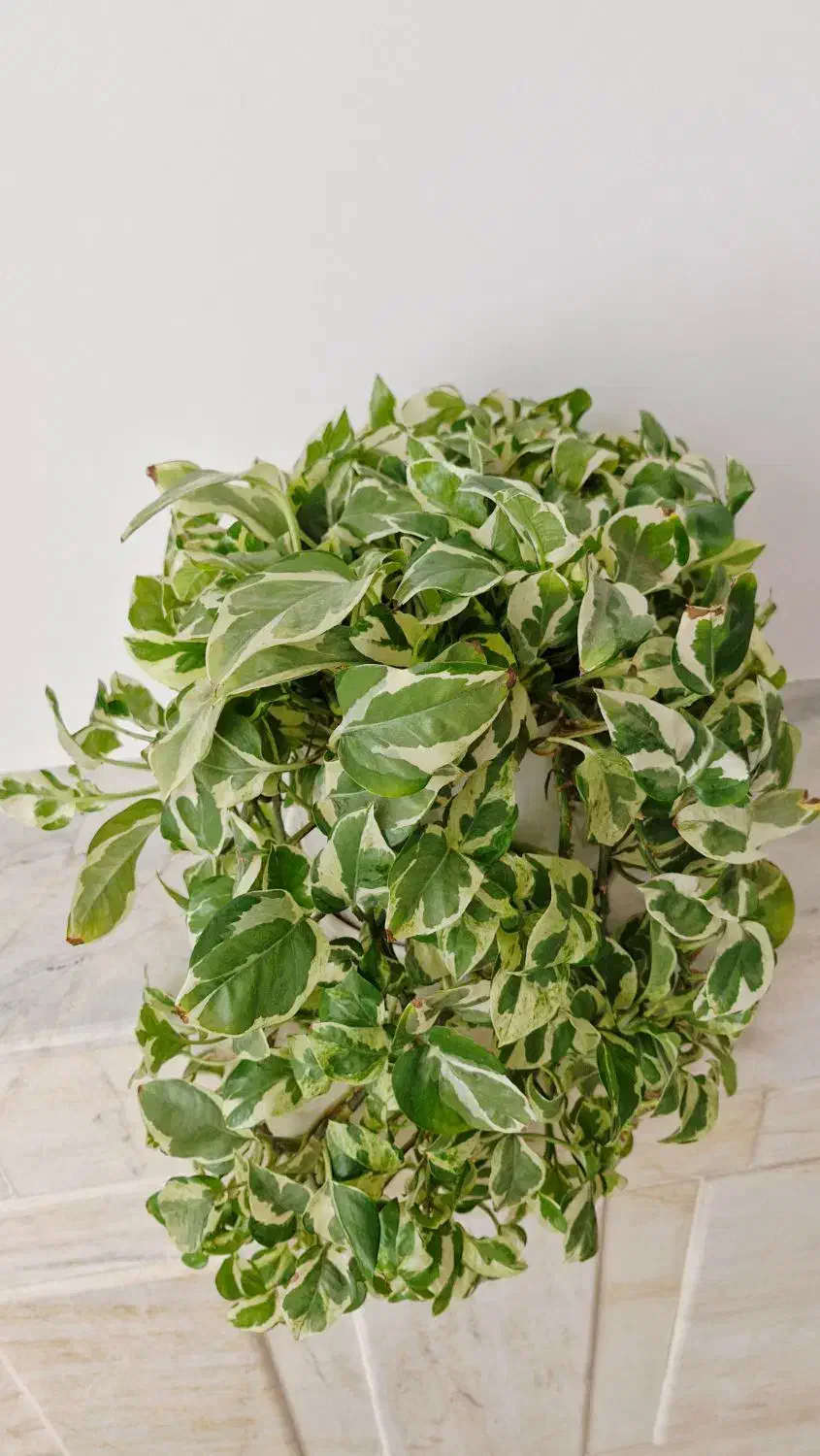 گل پتوس ارتشی|گل و گیاه طبیعی|سبزوار, فرهنگیان|دیوار