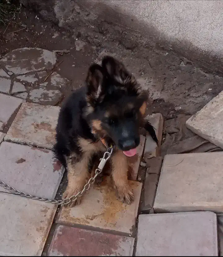 واگذاری سگ ژرمن|سگ|بم, |دیوار