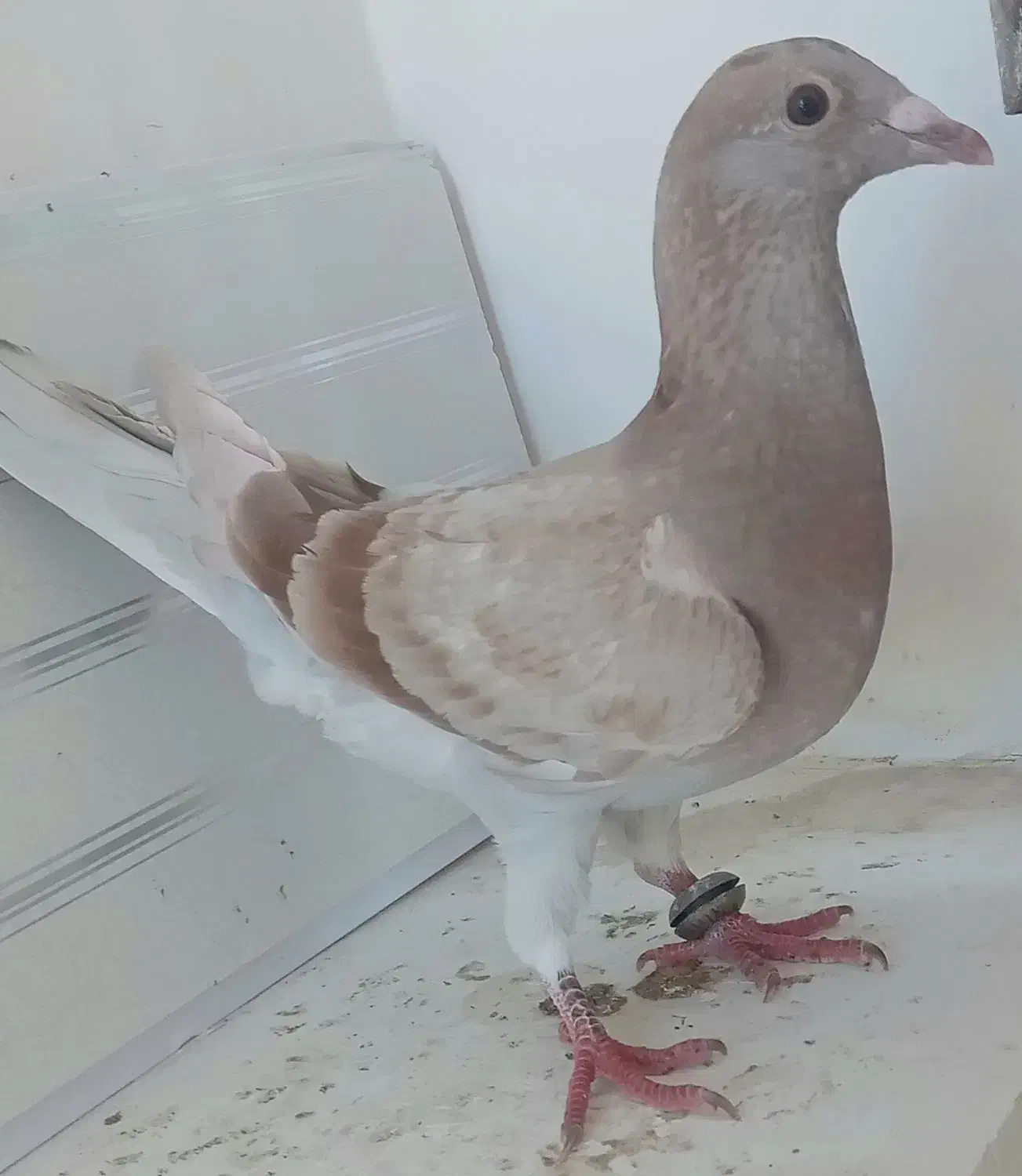 کبوترجوجه صیدشده|حیوانات|اردبیل, |دیوار