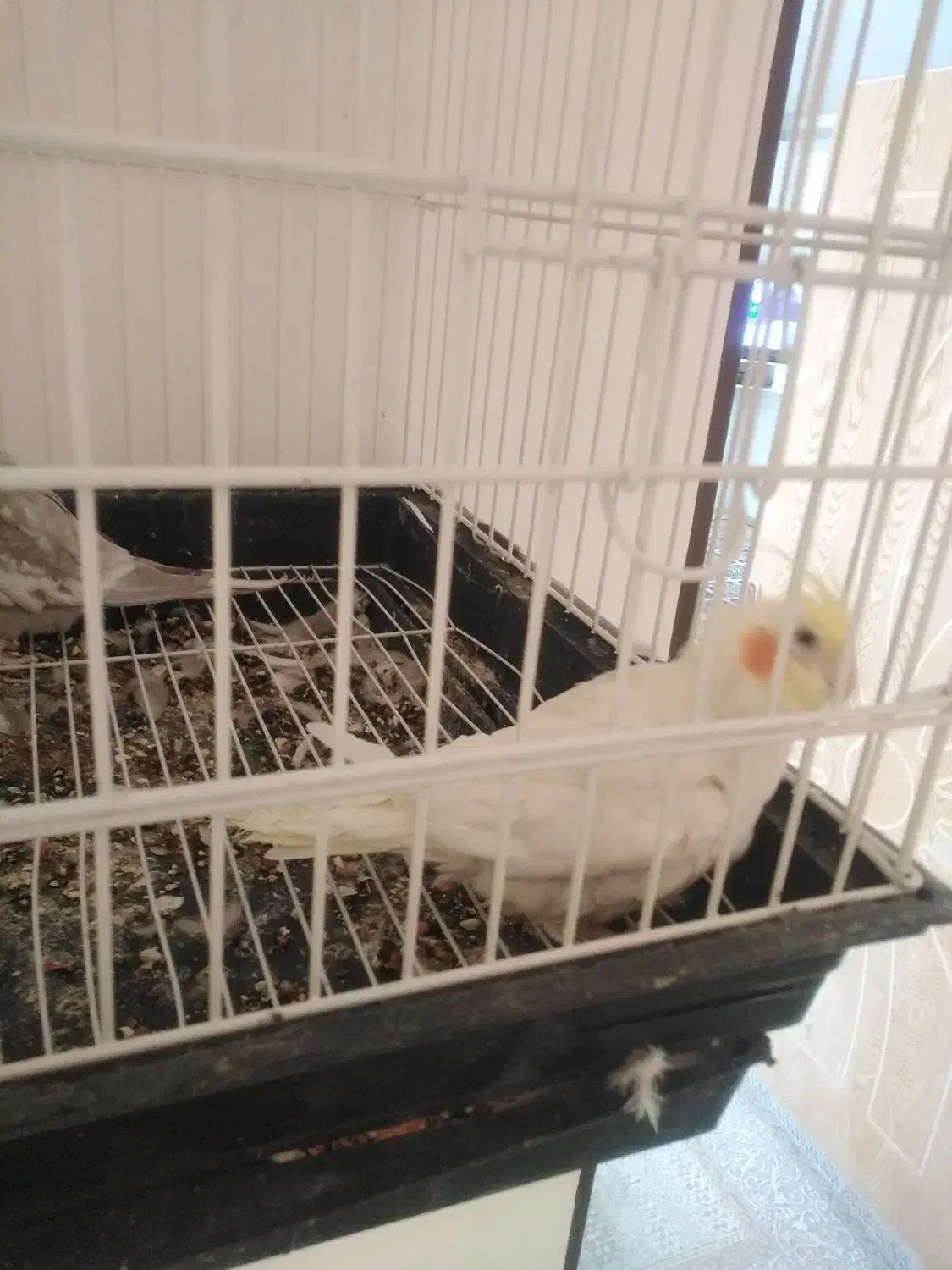 عروس هلندی|پرنده|فلاورجان, |دیوار