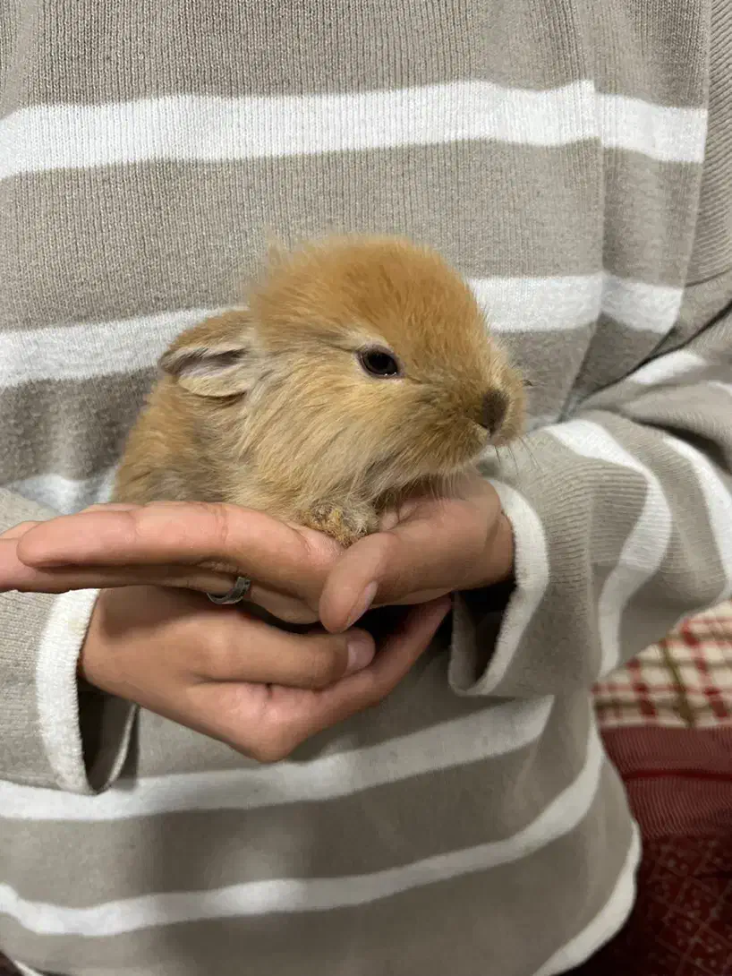 خرگوش مینیاتوری|موش و خرگوش|کرمان, |دیوار