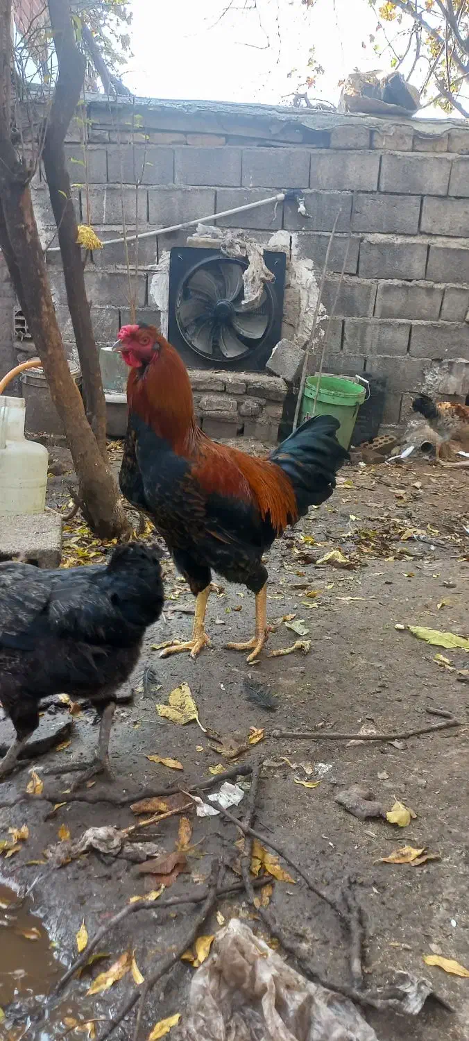 فقط فروش تخم مرغ.نطفه دار به ضمانت|حیوانات مزرعه|فاضل آباد, |دیوار