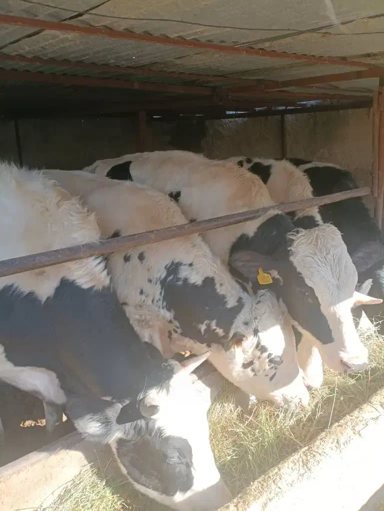 گوساله نر|حیوانات مزرعه|نظرآباد, شهرک سید جمال الدین|دیوار