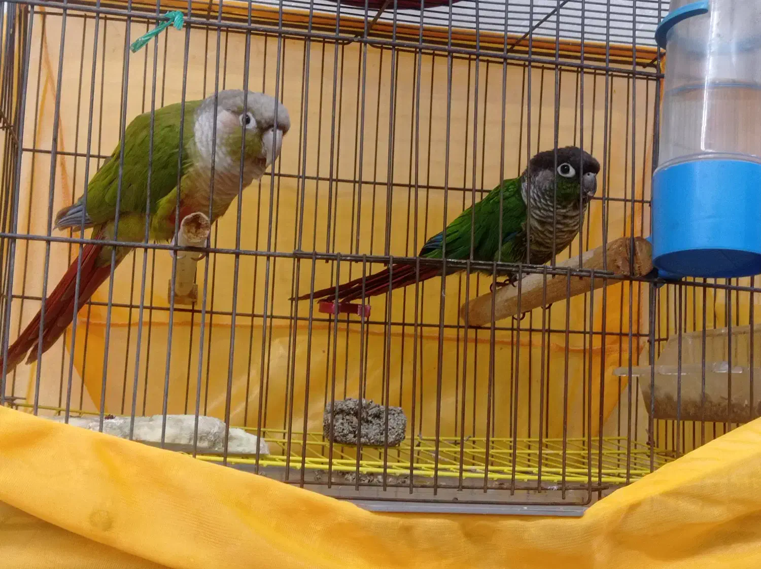 پرنده گرینچیک سخنگو|پرنده|اهواز, نادری|دیوار