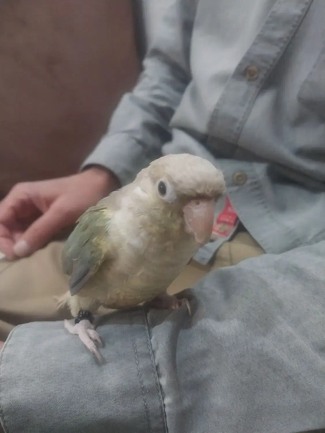 سلام گرینچیک پاین اپل نر دستی|پرنده|قوچان, |دیوار