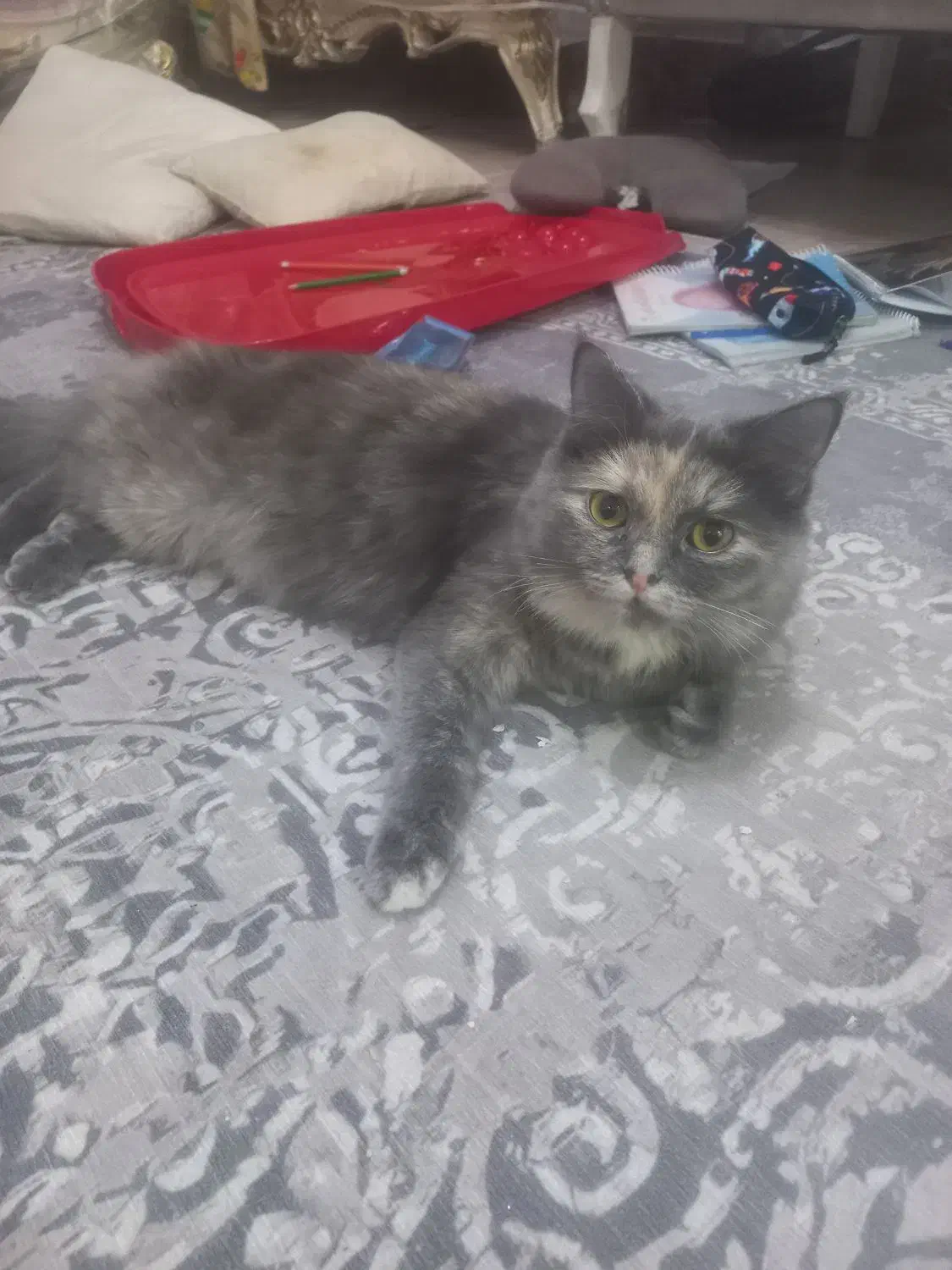 گربه ماده|گربه|رشت, کاکتوس|دیوار