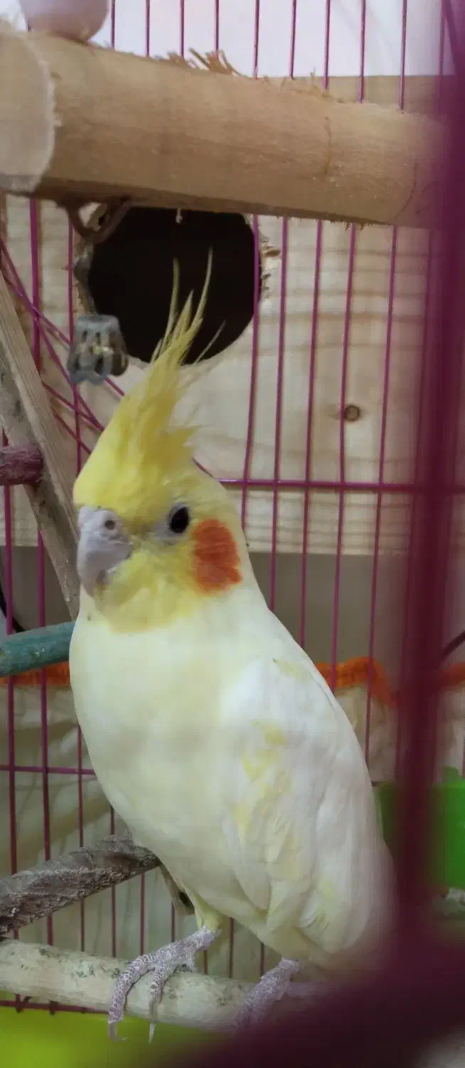 عروس هلندی|پرنده|رودسر, |دیوار