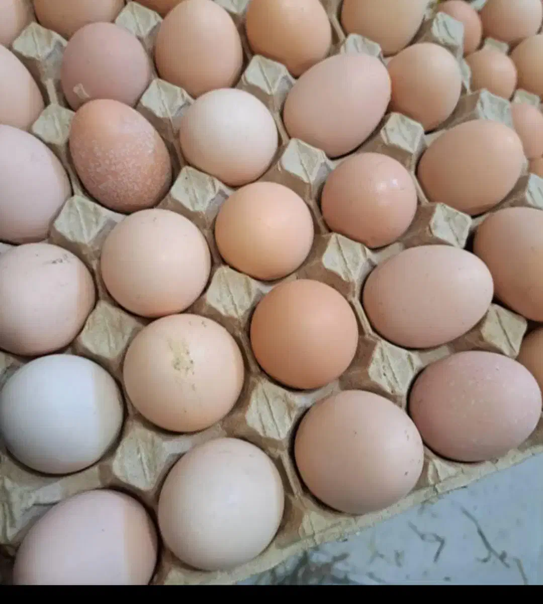 تخم مرغ محلی|خوردنی و آشامیدنی|زنجان, |دیوار