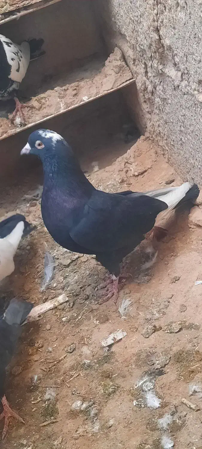 سه عدد کبوتر سالم و سرحال|پرنده|میاندوآب, |دیوار