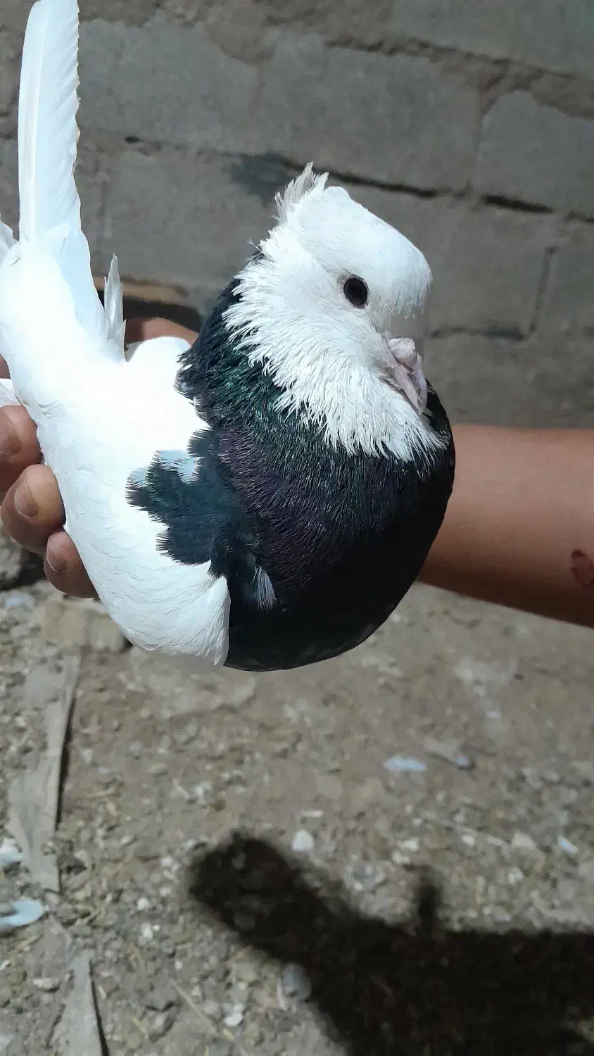 کبوتر|پرنده|شادگان, |دیوار