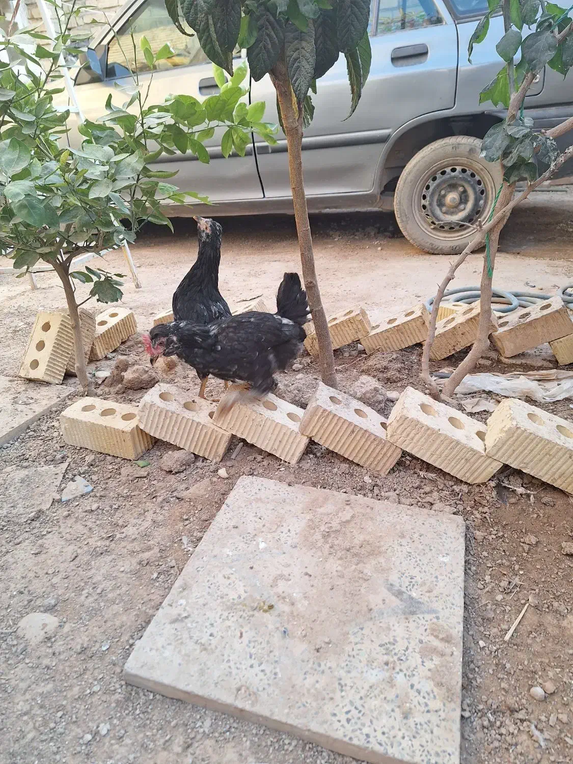 جوجه گلین اصل|حیوانات مزرعه|طسوج, |دیوار