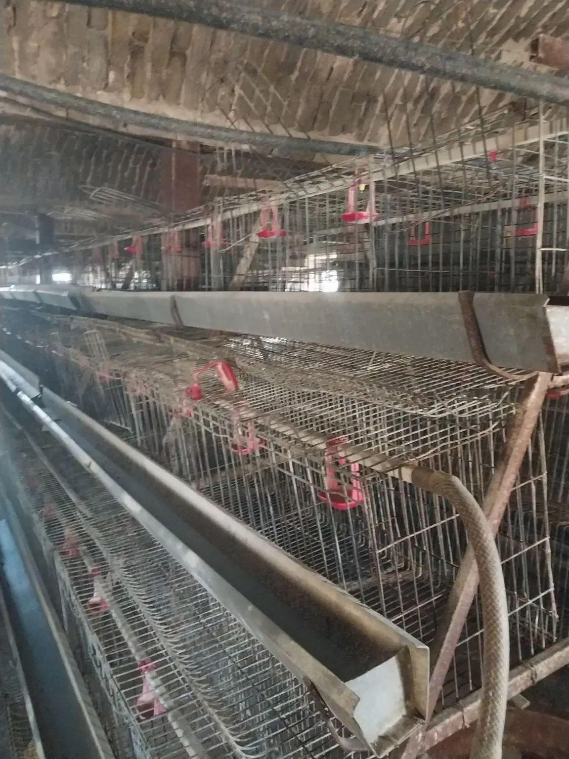 مرغ داری تخم گذار|اجارهٔ دفتر صنعتی، کشاورزی، تجاری|دشتابی, |دیوار