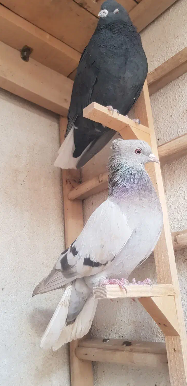 کفتر ماده دم سفید|پرنده|شیراز, صنایع الکترونیک|دیوار