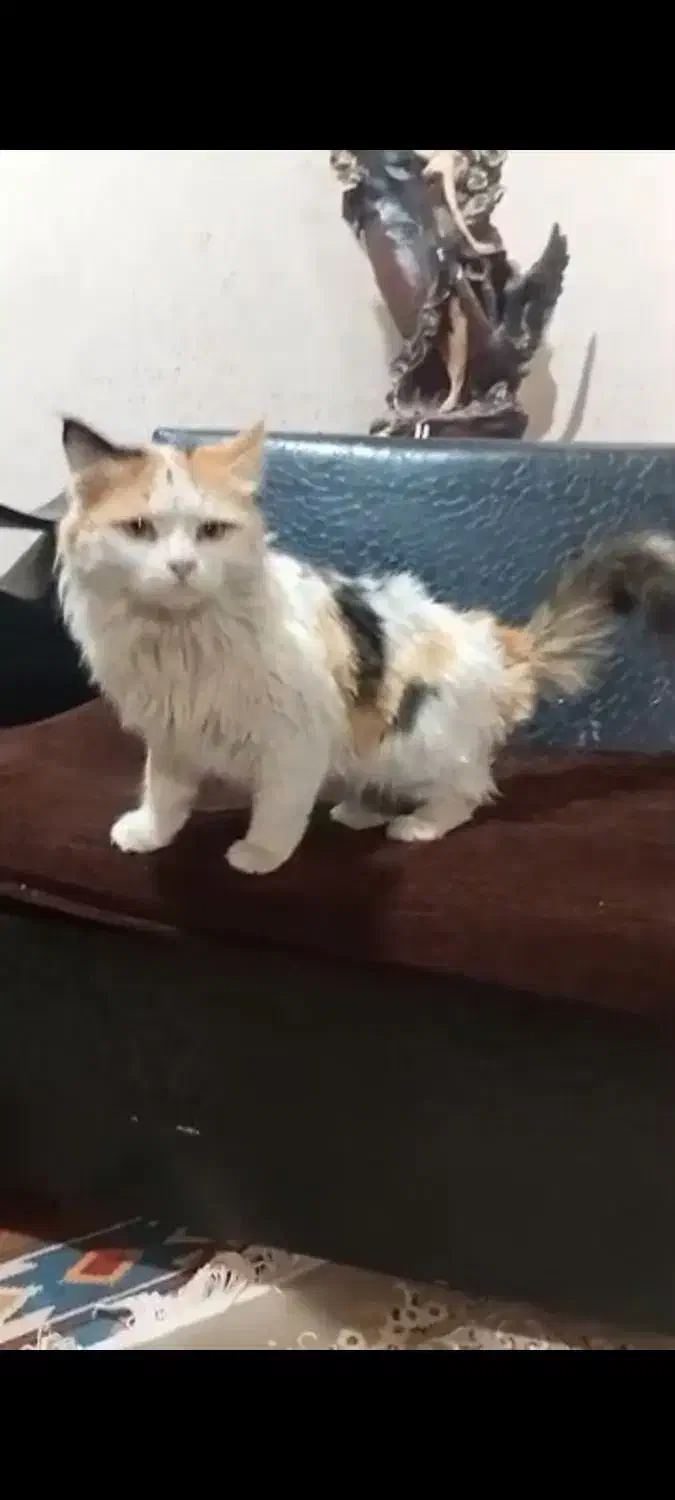 گربه زیبا|گربه|تنکمان, |دیوار