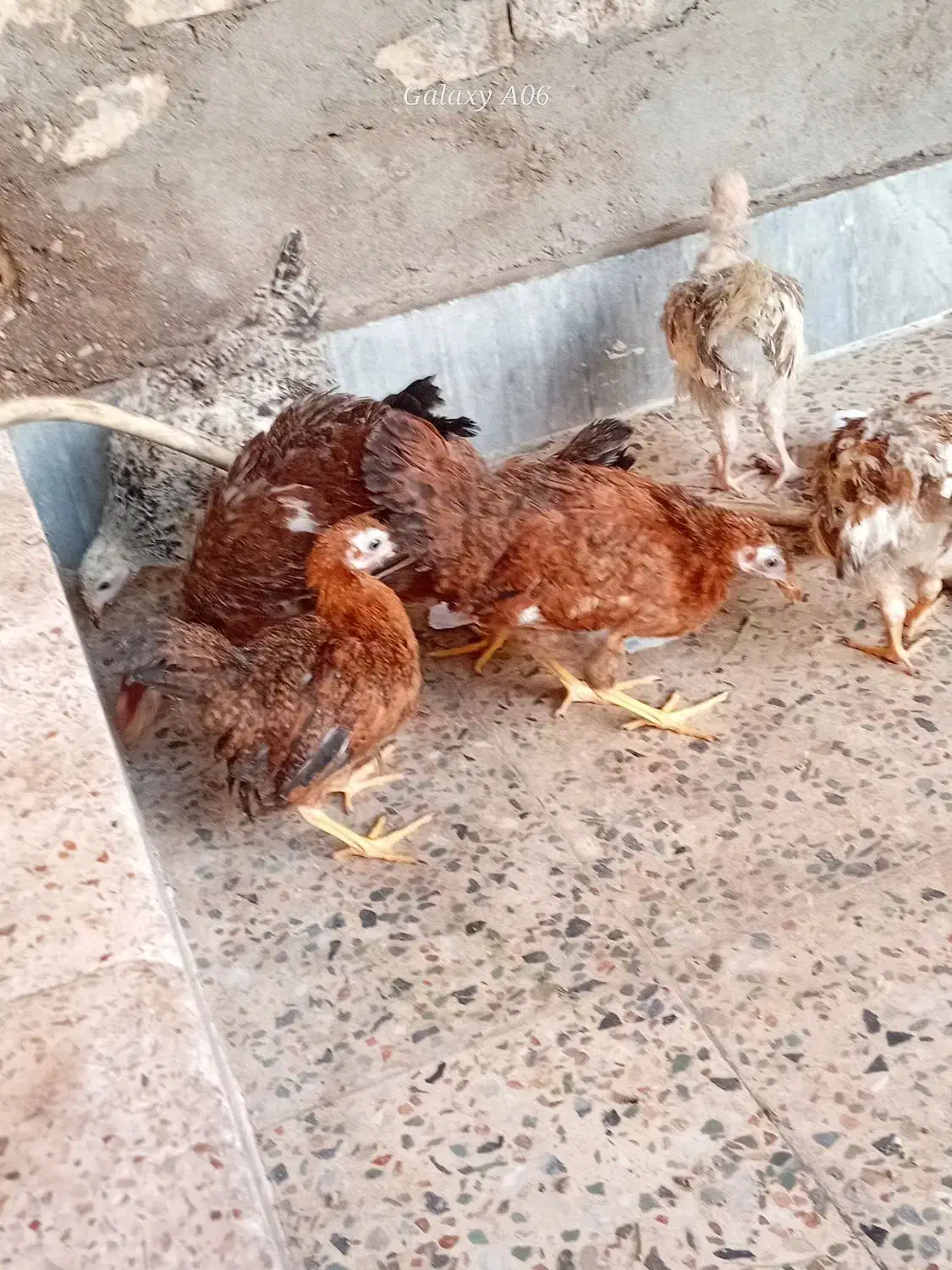 نیمچه. عربی|حیوانات مزرعه|اهواز, علی آباد|دیوار