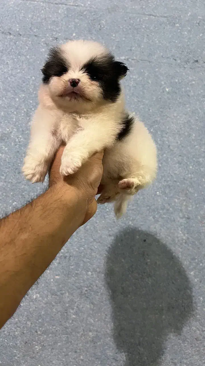 پامرانین ماده|سگ|شیراز, پودنک|دیوار