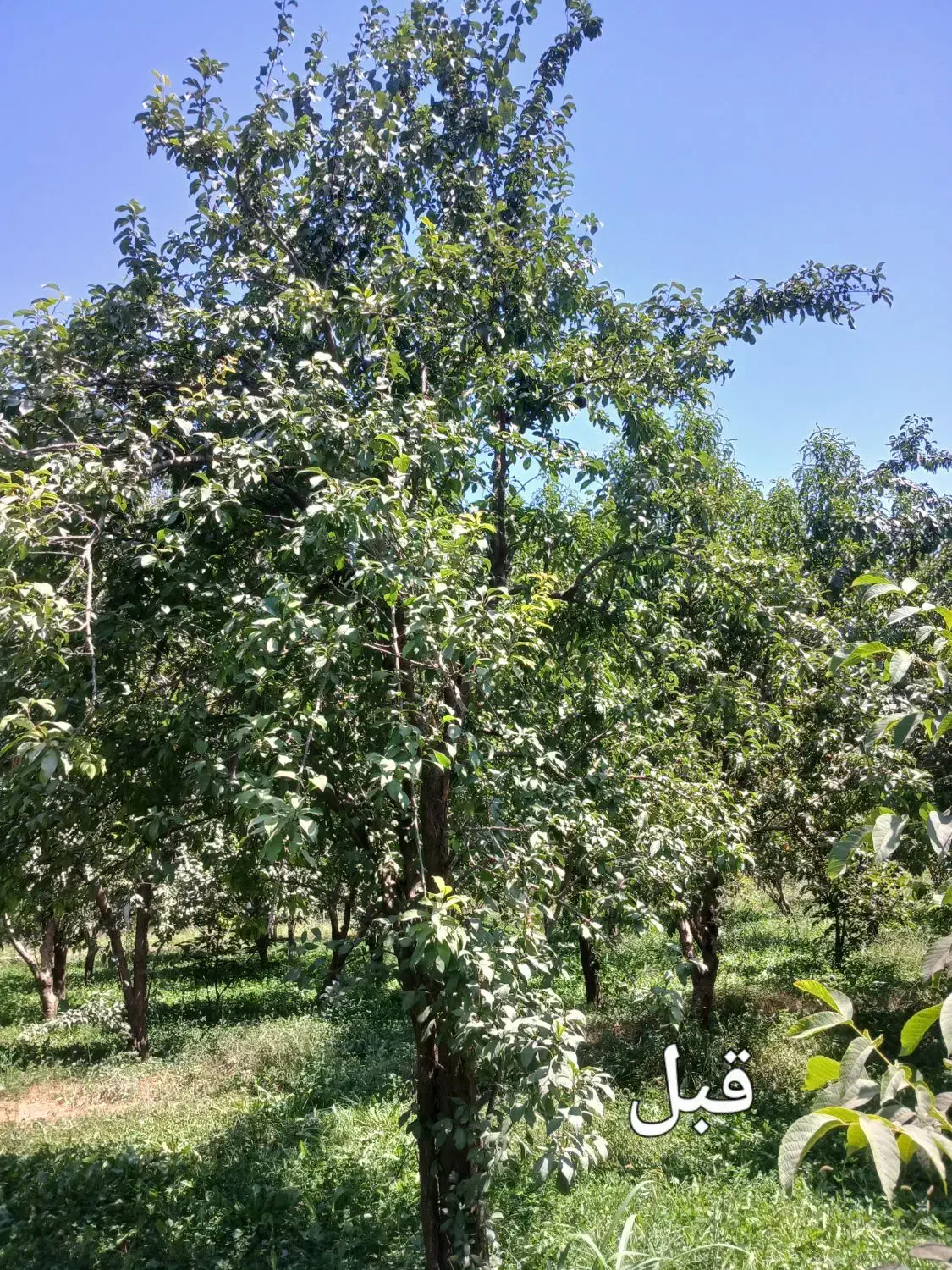 هرس کار درخت|خدمات باغبانی و درختکاری|شاهین دژ, |دیوار