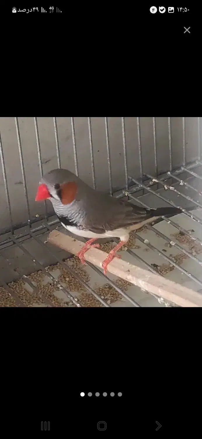 فنچ زبرا|پرنده|شیراز, کوشک میدان|دیوار