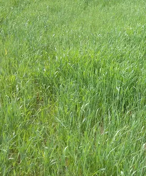 زمین کشاورزی واسه کرایه|اجارهٔ دفتر صنعتی، کشاورزی، تجاری|امیدیه, |دیوار