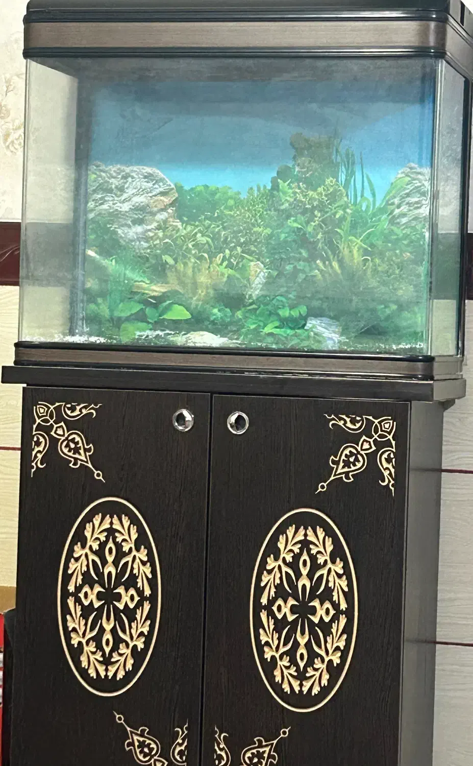 آکواریوم|ماهی|کرمان, |دیوار