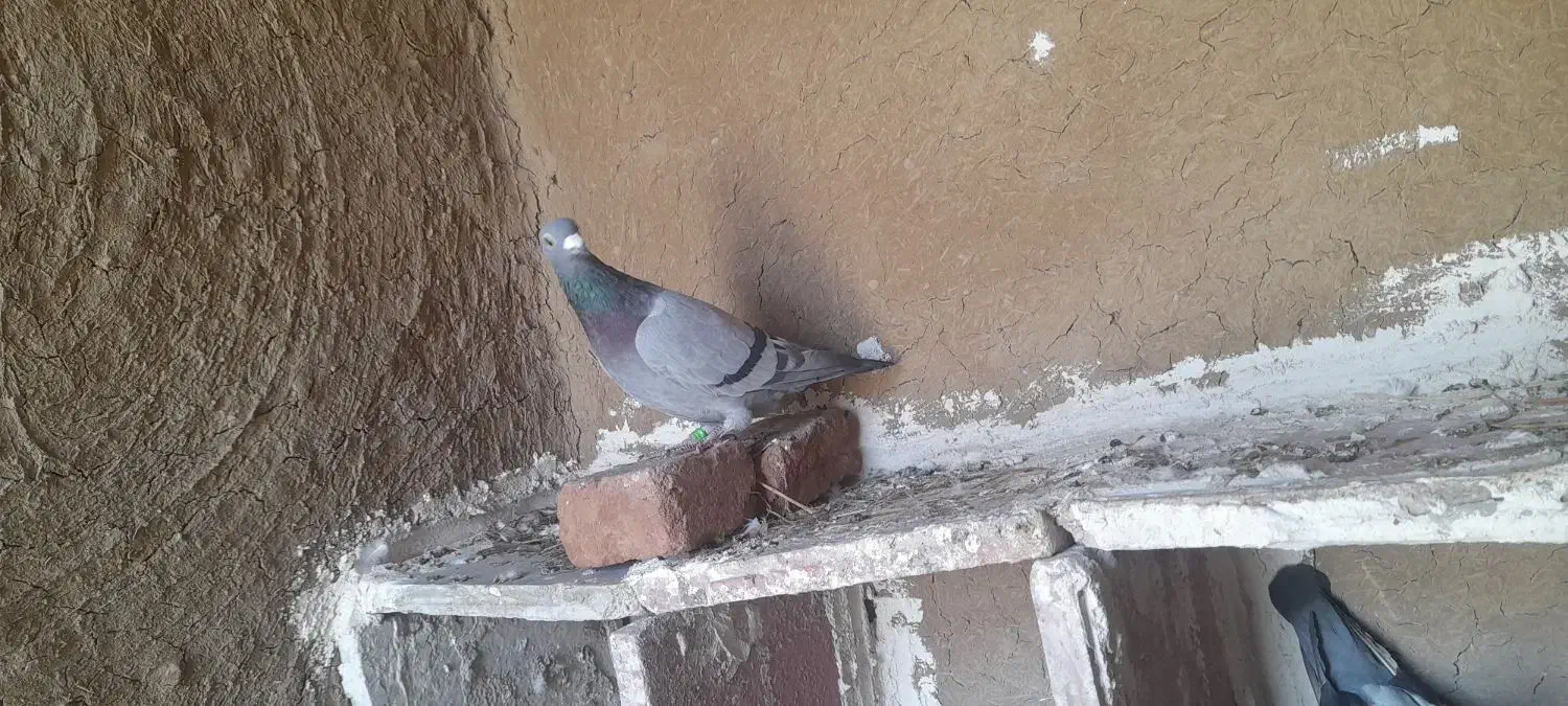 سبرماده|پرنده|نمین, |دیوار