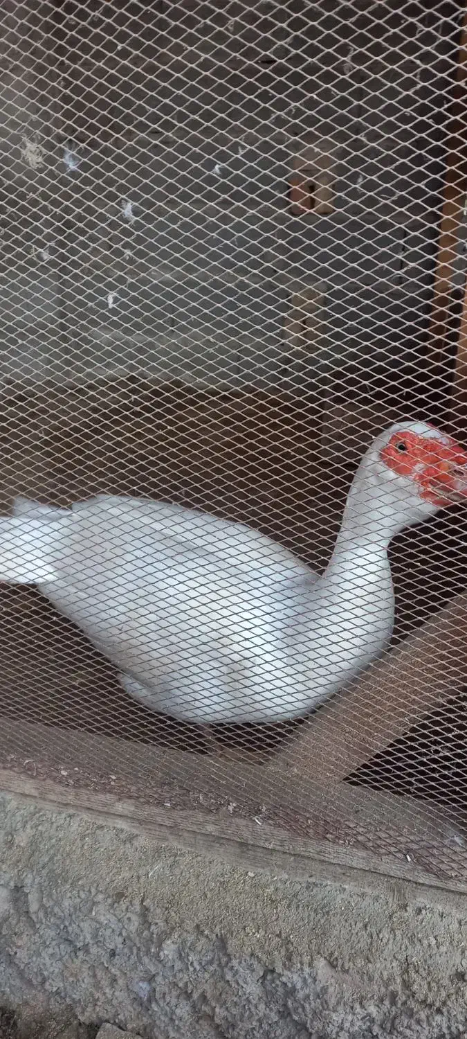 اردک اسرائیلی نر ۷۵۰۰۰۰ تومان|حیوانات مزرعه|رشت, فلسطین|دیوار