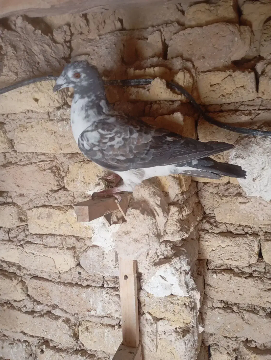 کبوتر ماده|پرنده|نوبندگان, |دیوار