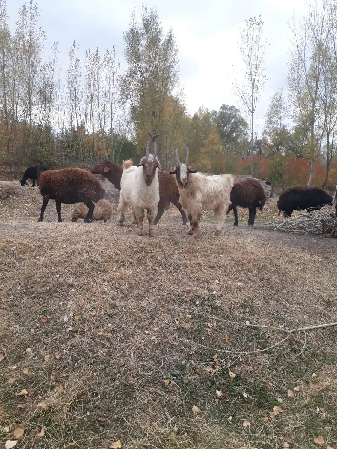 بزغاله|حیوانات مزرعه|اردبیل, |دیوار