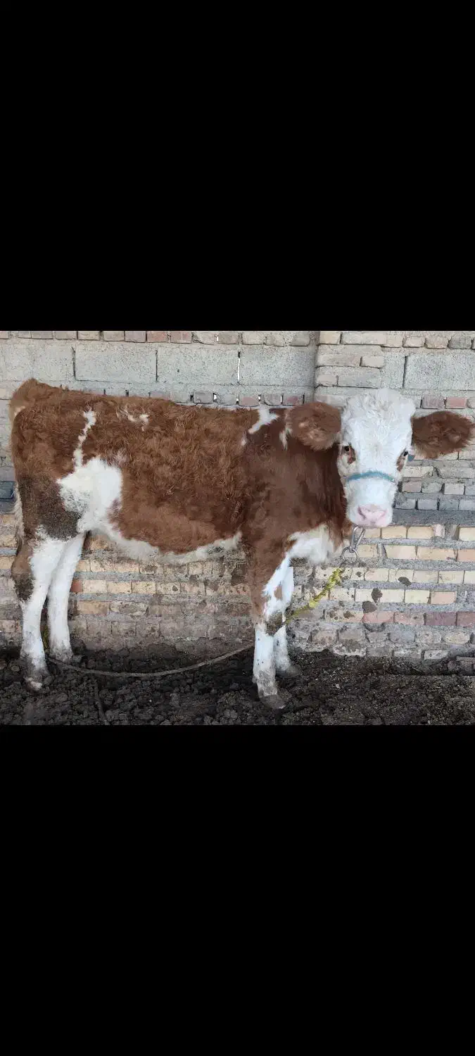 گوساله ماده|حیوانات مزرعه|نگین شهر, |دیوار