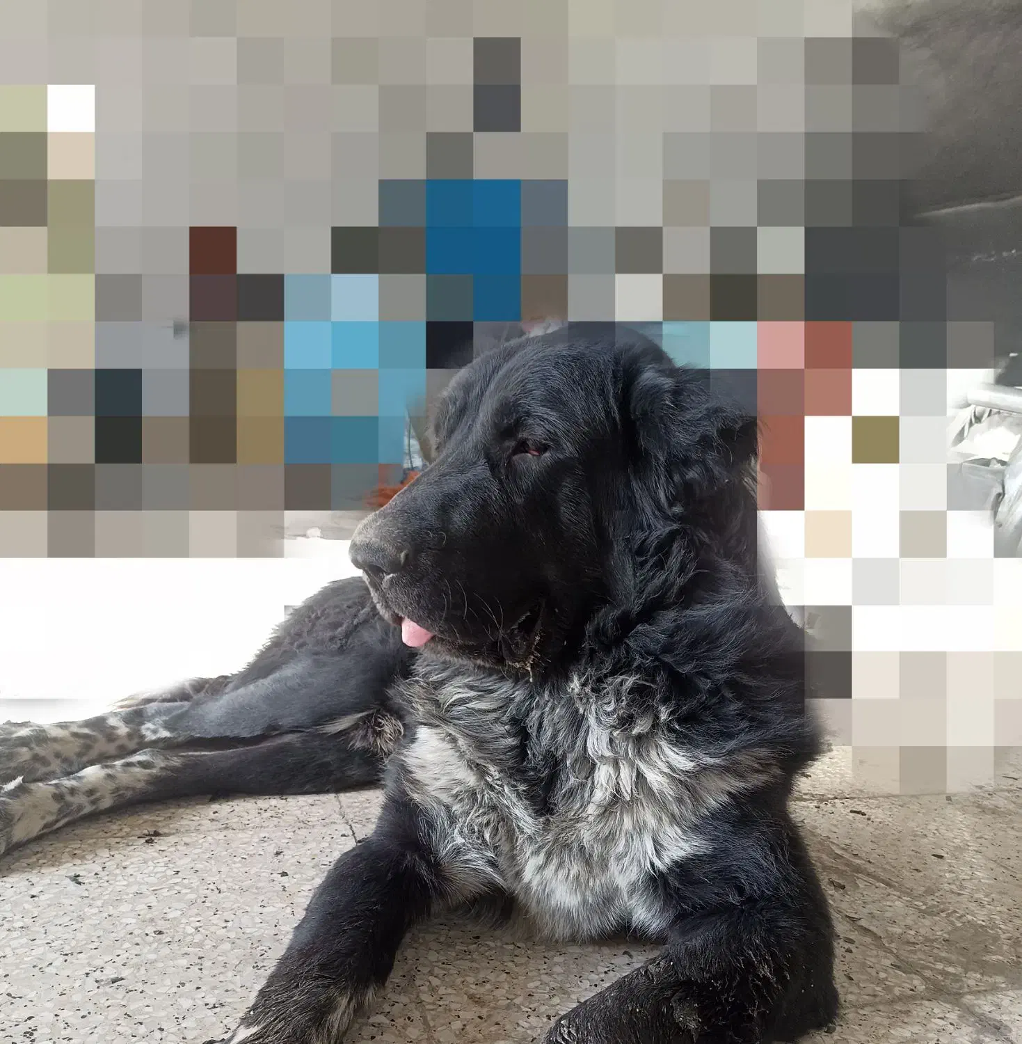 واگذاری سگ قدرجونی|سگ|اصفهان, فرهنگیان|دیوار