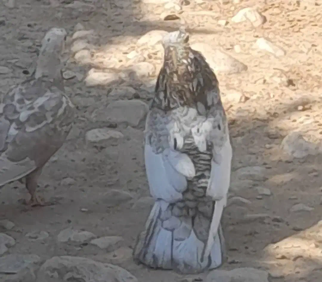 سینه سرور|پرنده|شیراز, شهرک صنعتی شیراز|دیوار