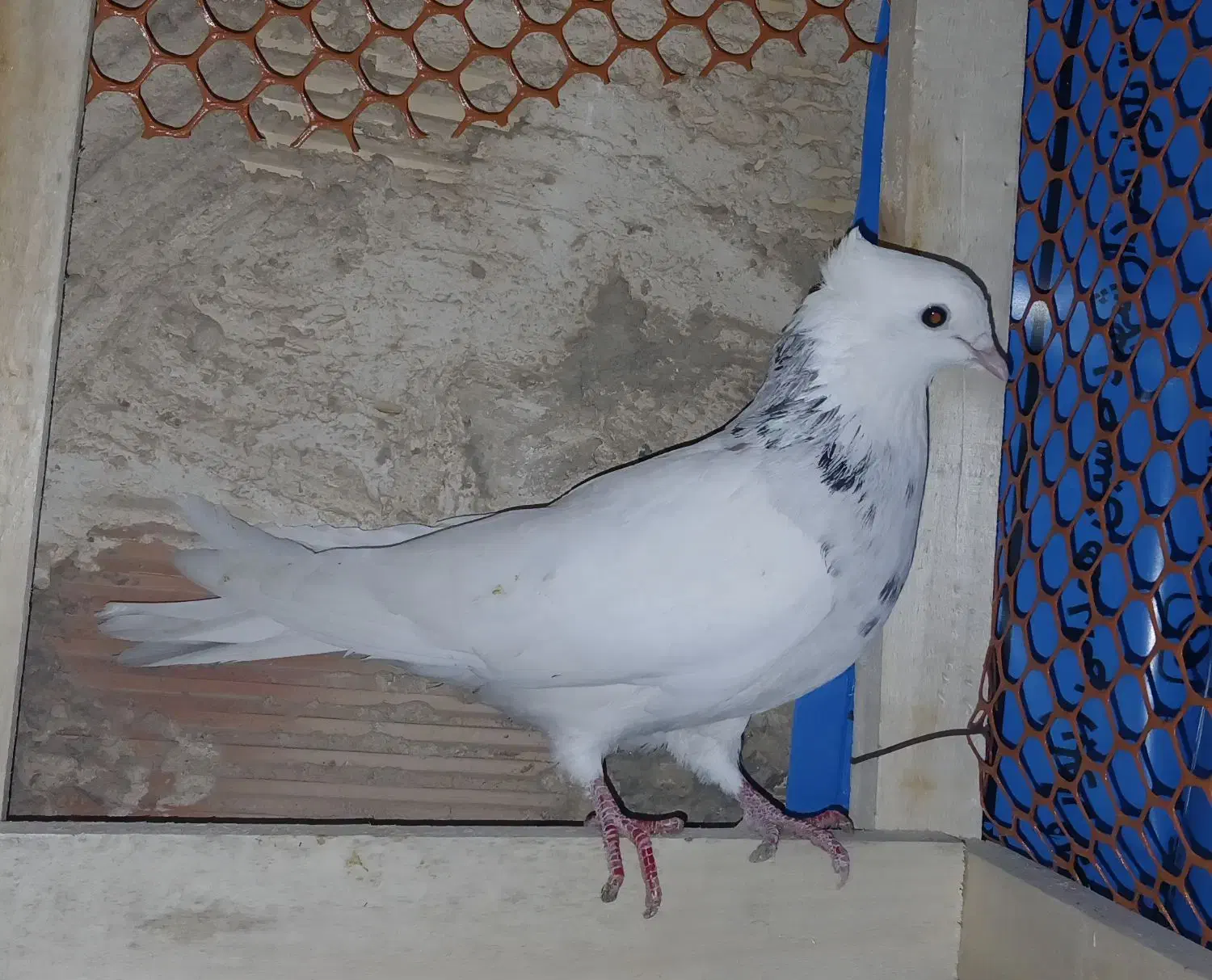 طوقی ماده|پرنده|بندر ماهشهر, |دیوار