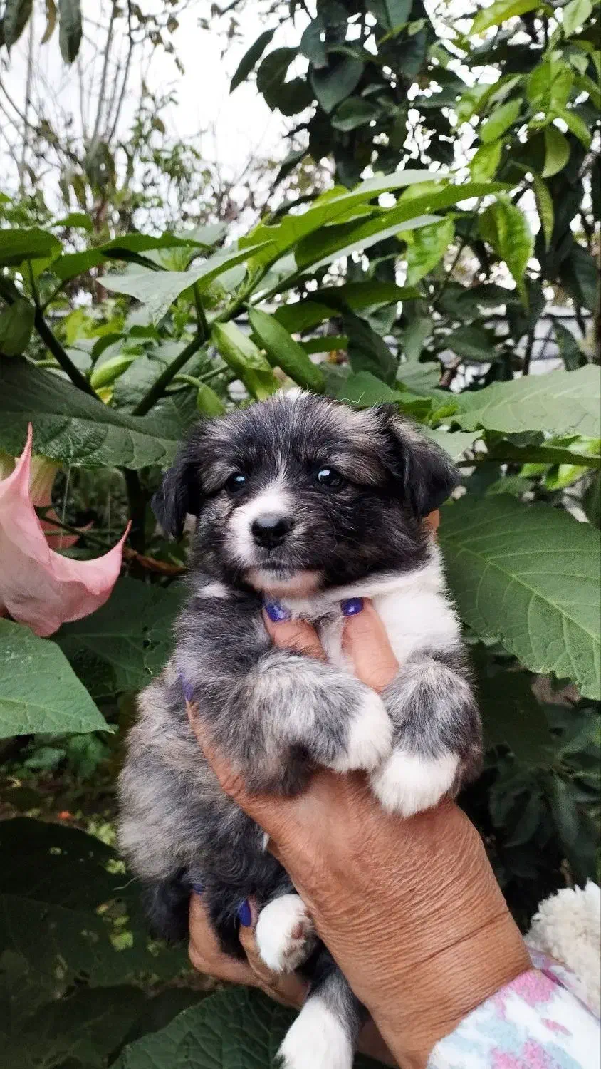 سگ اشپیتز ماده|سگ|رشت, حومه رشت|دیوار