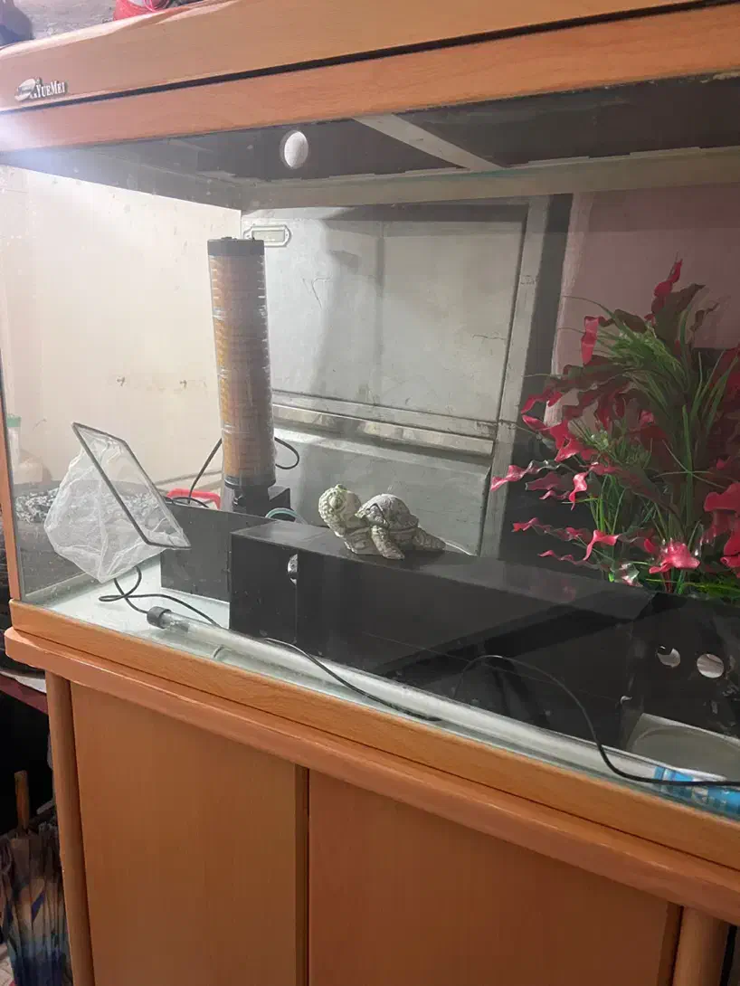 آکواریوم همراه بامیز|ماهی|رشت, استقامت ۲|دیوار