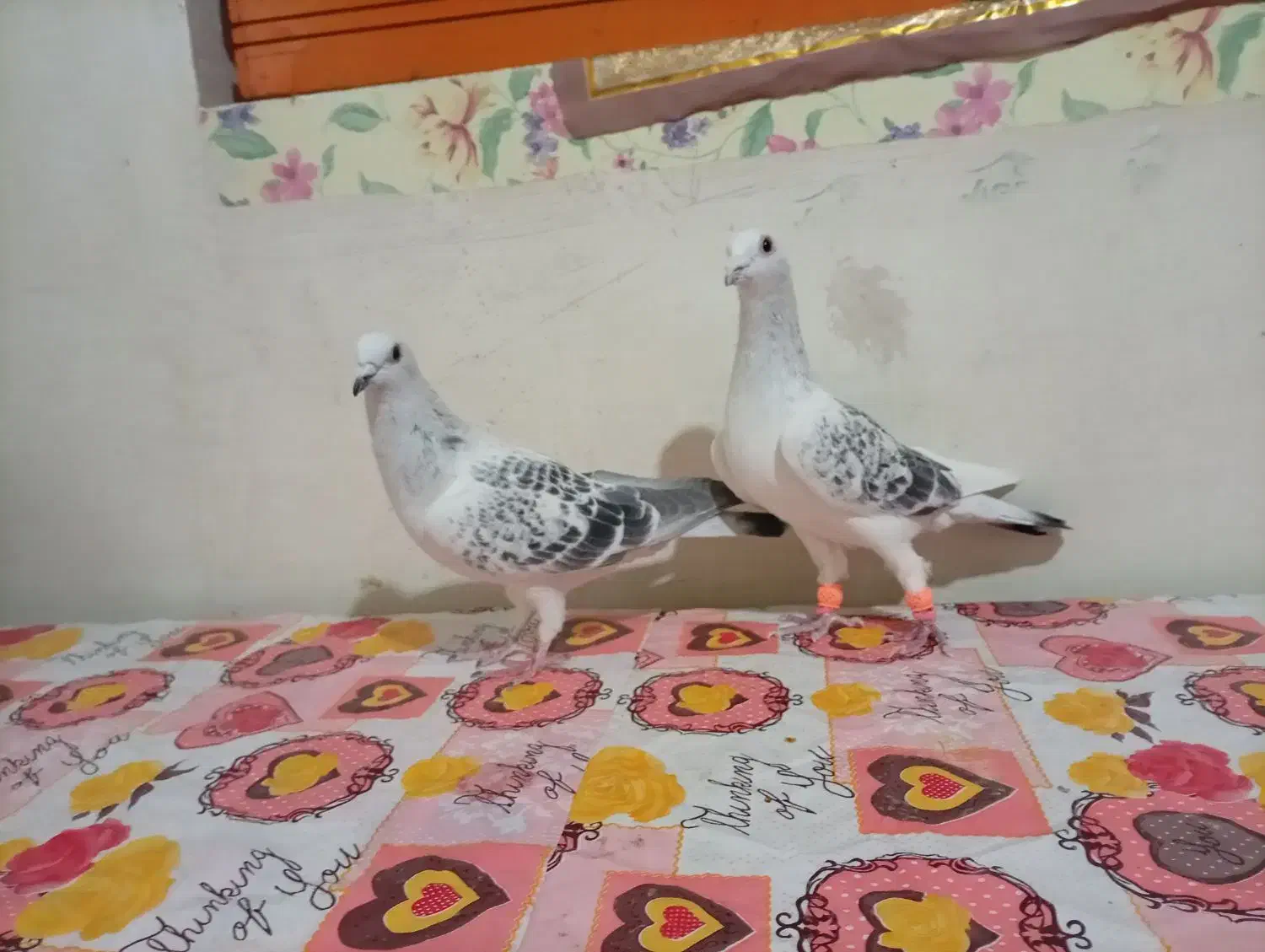 کفتر|پرنده|کاشمر, |دیوار